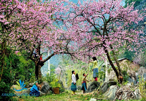 mùa hoa đào Mộc Châu