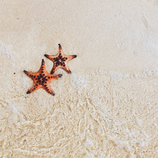 b&atilde;i tắm sao biển Ph&uacute; Quốc