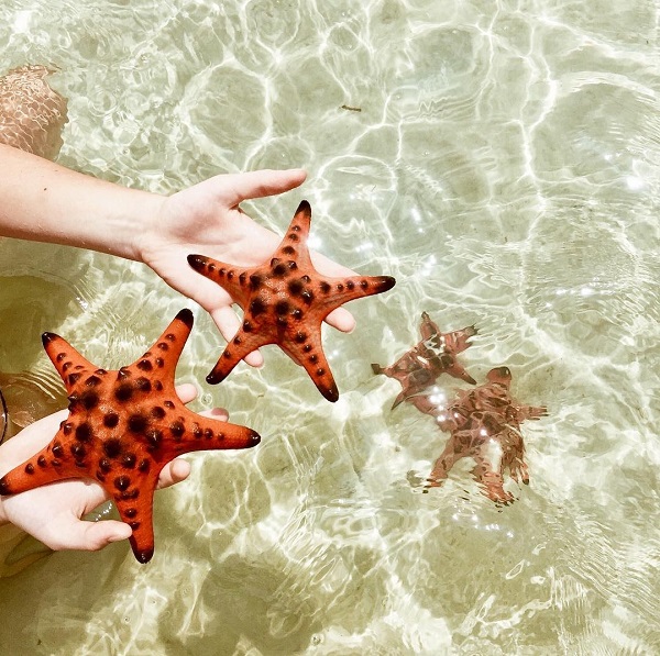 b&atilde;i sao biển Ph&uacute; Quốc