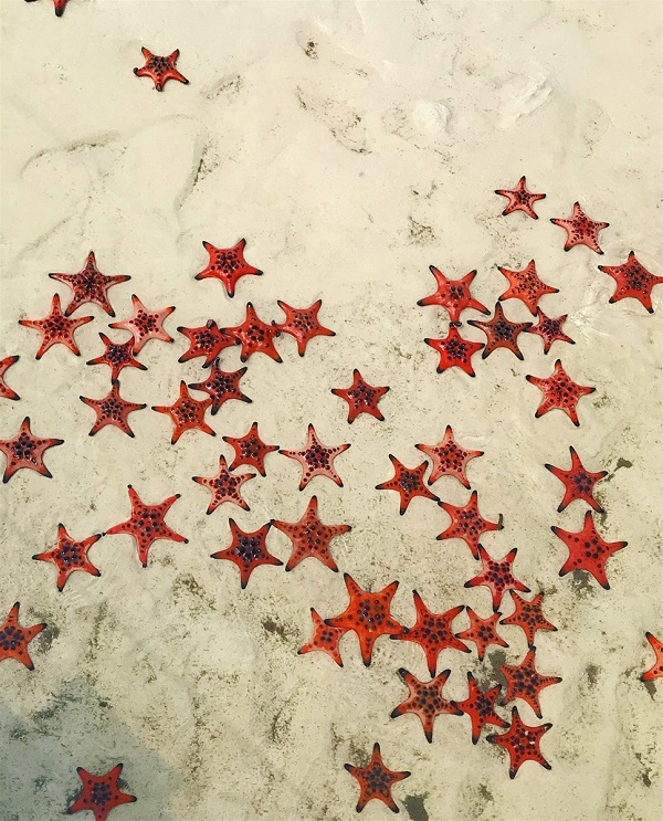 b&atilde;i sao biển Ph&uacute; Quốc