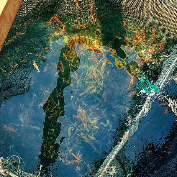 hải sản ph&uacute; quốc