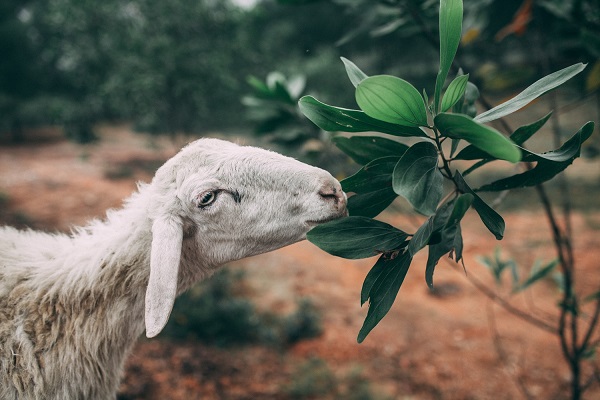 n&ocirc;ng trại cừu y&ecirc;n th&agrave;nh nghệ an