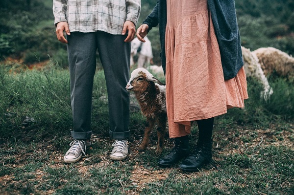 n&ocirc;ng trại cừu y&ecirc;n th&agrave;nh nghệ an